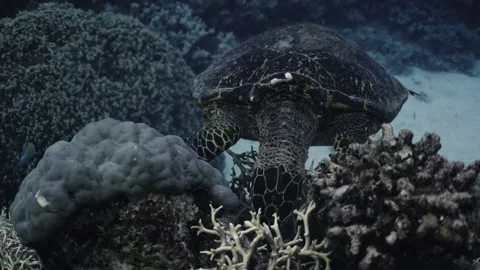 Aquatic Turtle in Australia Stock Footage 303084418