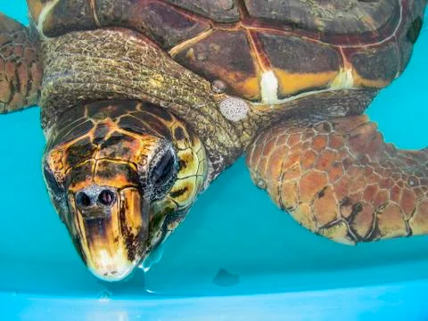 Aquatic turtle close up Stock Photos