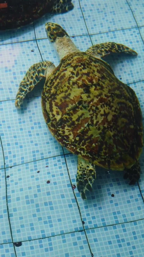 Aquatic Turtle in Conservation Pool Wildlife Behavior Closeup Stock Footage 328602148