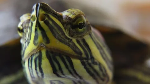 Aquatic Turtle Face Macro Nature Background. 스톡 동영상 335035034