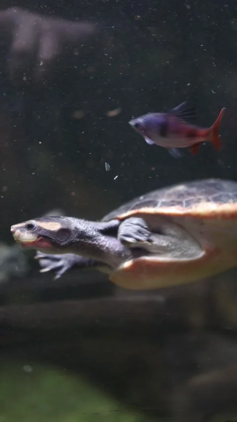 An aquatic turtle gracefully swimming in its tank, surrounded by small colorful  Stock Footage 294702005