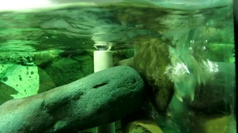 Aquatic turtle is jammed Stock Footage 41574634