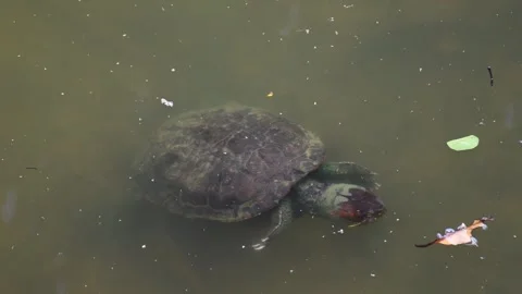 Aquatic turtle navigating through a tropical wetland, Trachemys callirostris Stock Footage 305777985