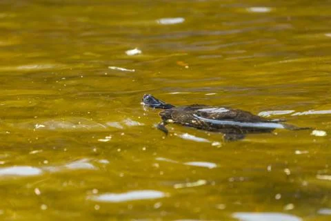 Aquatic turtle Stock Photos