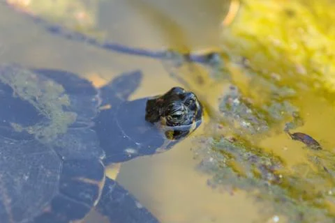 Aquatic turtle Stock Photos