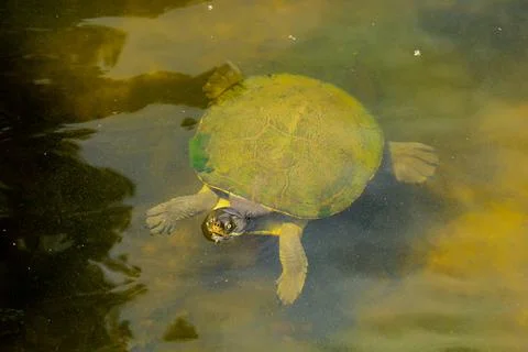 Aquatic turtle Stock Photos