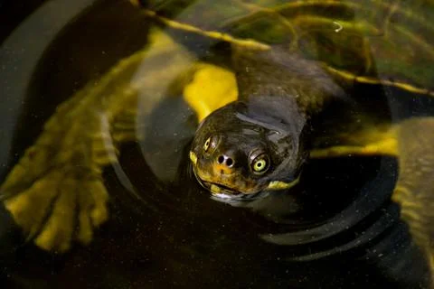 Aquatic turtle Stock Photos