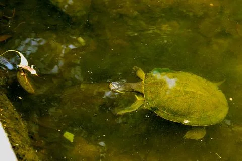 Aquatic turtle Stock Photos
