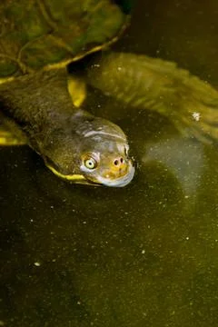 Aquatic turtle Stock Photos