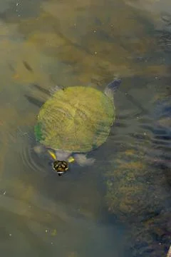 Aquatic turtle Stock Photos