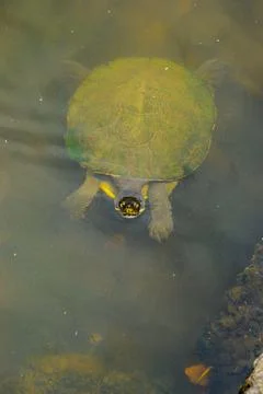 Aquatic turtle Stock Photos