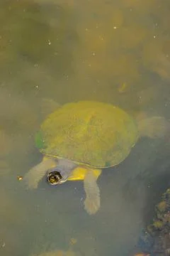 Aquatic turtle Stock Photos