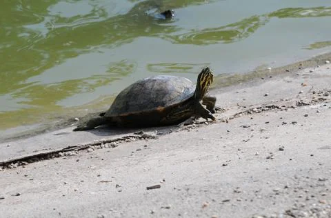 Aquatic turtle Stock Photos
