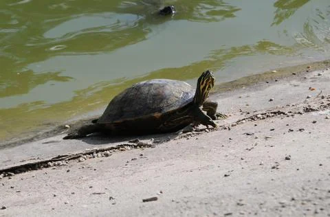 Aquatic turtle Stock Photos
