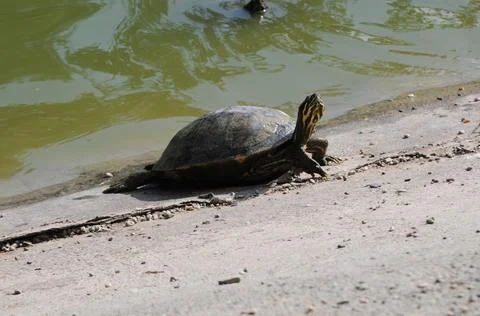 Aquatic turtle Stock Photos