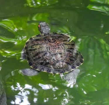 Aquatic turtle Stock Photos