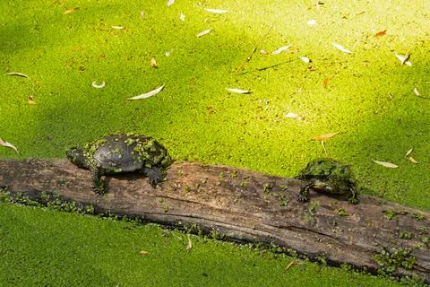 Aquatic turtle at rest, on a tree trunk Foto stock