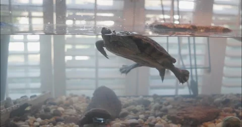 Aquatic turtle swims back and forth in residential home tank Stock Footage 233465844