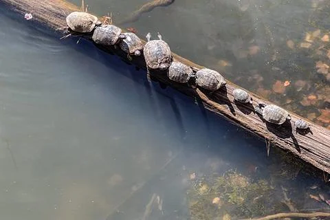 Aquatic turtles line up to bask on log in lake Foto stock