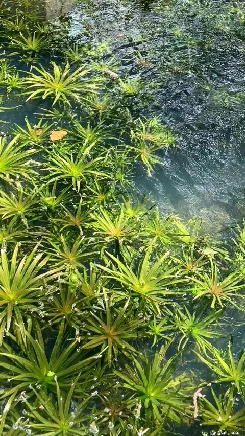 Aquatic Vegetation Floating Beneath the Water's Surface Video stock 274313343