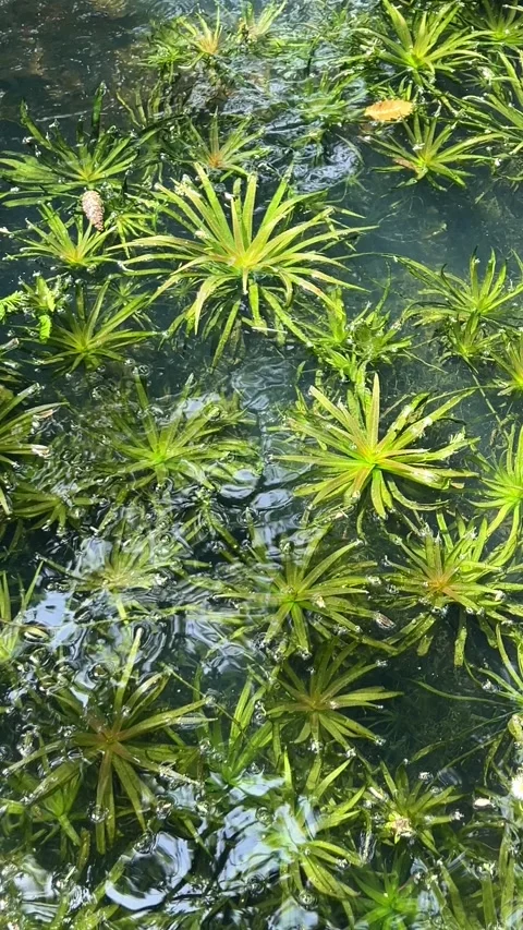 Aquatic Vegetation Floating Beneath the Water's Surface Video stock 274313357