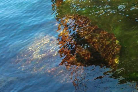 An aqueous composition with colorful algae and sunny flashes. Stock Photos