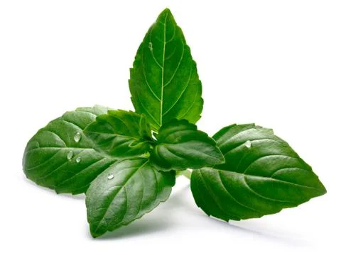 Aquifolium ruffled basil, paths Fotos Stock