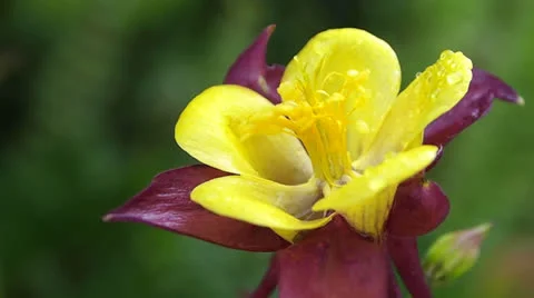 Aquilegia Stock-Footage 25183876