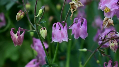 Aquilegia Stock Footage 110840095