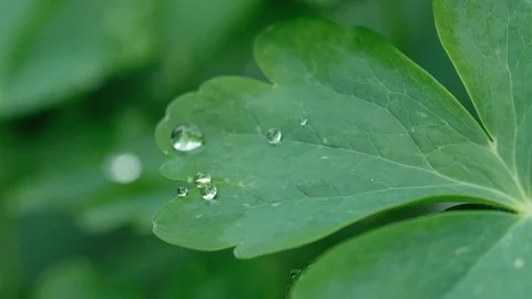 Aquilegia leaf with raindrops Stock Footage 91703930