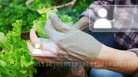 AR technology fading in and guiding gardener planting lettuce seedling into Stock Footage 335761680