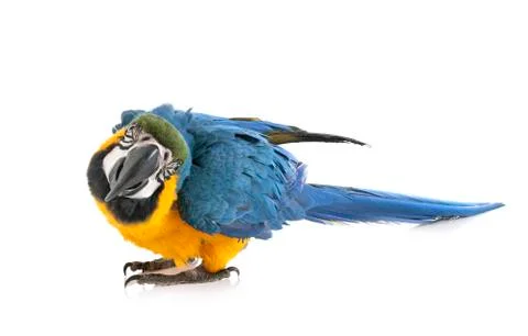 Ara ararauna in studio Stock Photos