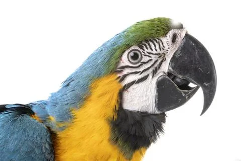 Ara ararauna in studio Stock Photos