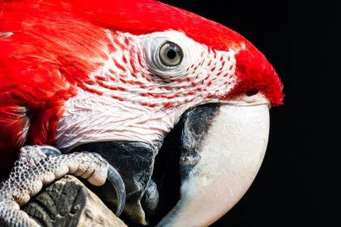 Ara head Stock Photos