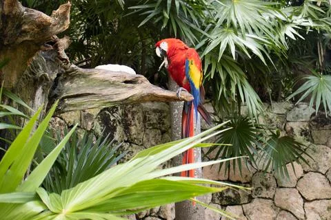 Ara macao a macaw leaning on a tree with its beautiful scarlet, red, yellow. Stock Photos