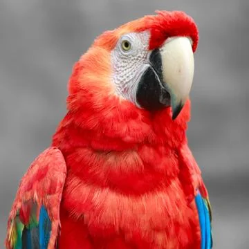 Ara Macaw Close Up Foto stock
