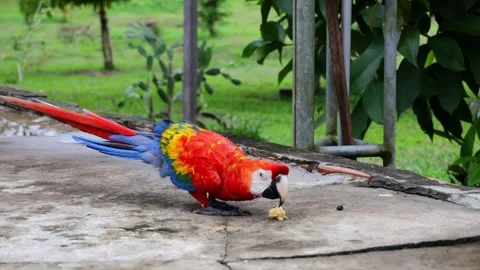 Ara macaw parrot perched on branch. Colorful feathers, tropical bird Stock Footage 313234822