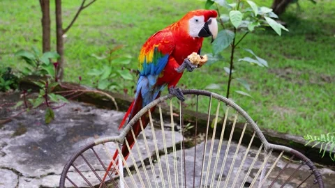 Ara macaw parrot perched on branch. Colorful feathers, tropical bird Stock Footage 313234989