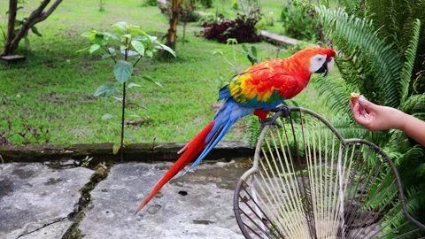Ara macaw parrot perched on branch. Colorful feathers, tropical bird Stock Footage 313235142