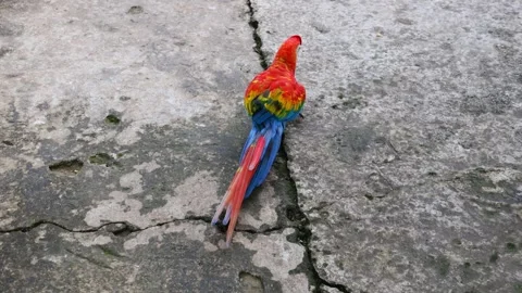 Ara macaw parrot perched on branch. Colorful feathers, tropical bird Stock Footage 313235167