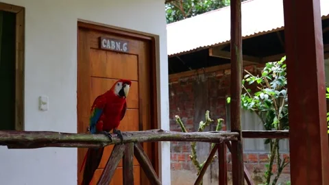 Ara macaw parrot perched on branch. Colorful feathers, tropical bird Stock Footage 313235205