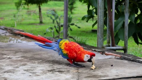 Ara macaw parrot perched on branch. Colorful feathers, tropical bird Stock Footage 317049605