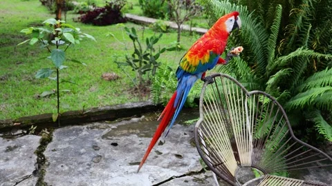 Ara macaw parrot perched on branch. Colorful feathers, tropical bird Stock Footage 317049720