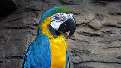 Ara parrot closeup Stock Footage 74364378