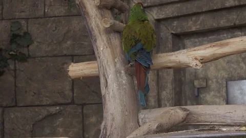 Ara parrot Stock Footage 106836700