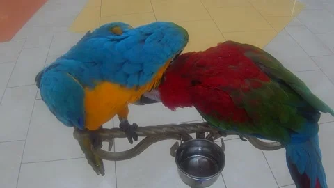 Ara parrot Video stock 148481231