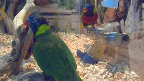Ara parrot Video stock 163896847
