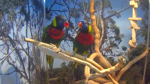 Ara parrot Stock Footage 172296930