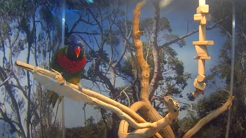 Ara parrot Stock Footage 172297032