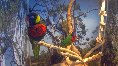 Ara parrot Stock Footage 201525296